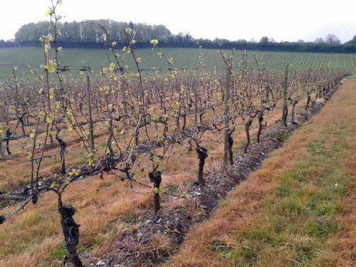 Не поспішайте знімати укриття: як врятувати виноград на Дніпропетровщині після аномалій березня