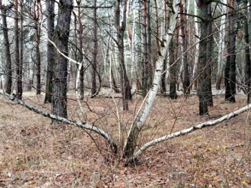 У лісі під Кам'янським екодослідники знайшли червонокнижні берези