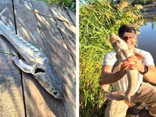 Осетр на поплавок: рибалка з Дніпра впіймав річкового монстра і став героєм мережі