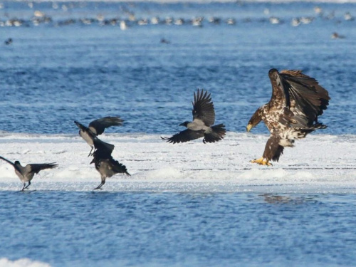 Орлани й ворони в одному кадрі: біля Кам'янського сфотографували унікальну пташину компанію