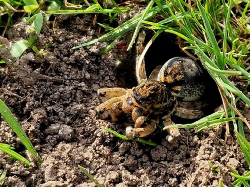 На Дніпропетровщині помітили земляних тарантулів: наскільки вони небезпечні