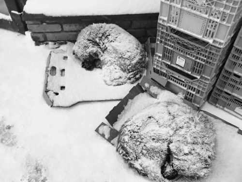 Мороз вбиває: зоозахисники закликають дозволити бізнесу впускати тварин у магазини й кафе