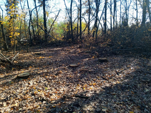 Понад двісті дерев зникли за ніч: лісгосп Дніпропетровщини тепер платитиме 1 000 000 грн