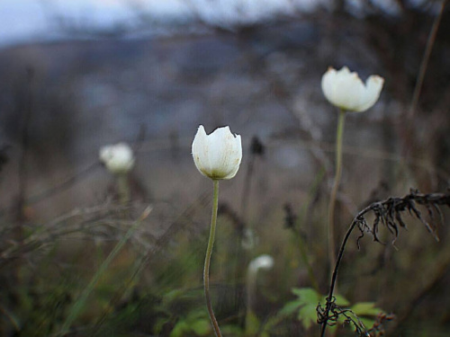 Природа дивує: на Дніпропетровщині під Новий рік розквітла лісова анемона 