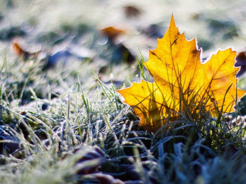 Яким буде останній місяць осені на Дніпропетровщині – прогноз синоптиків