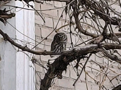 До Дитячого екологічного центру Кам’янського прилетіла сова - подробиці