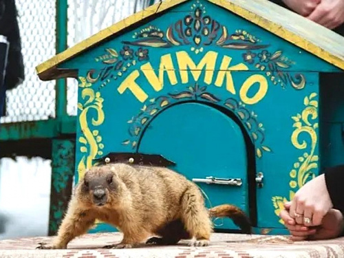 Бабак Тимко зробив прогноз на весну: що передбачив головний пухнастий синоптик України