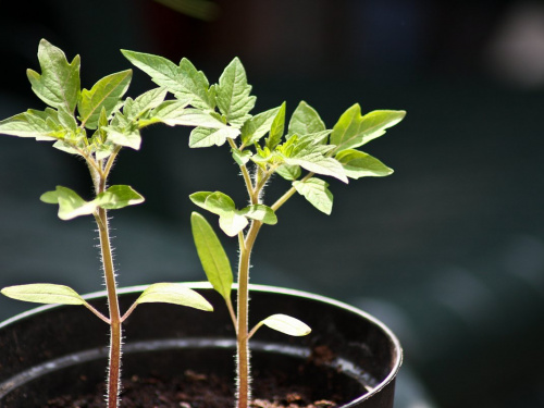 Коли сіяти помідори у 2026 році: поради для мешканців Дніпропетровщини, щоб отримати рекордний урожай