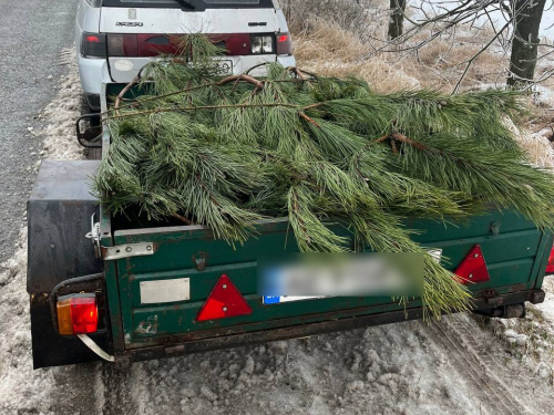 У Кам'янському районі патрульні зупинили автівку з незаконно зрубаними ялинками