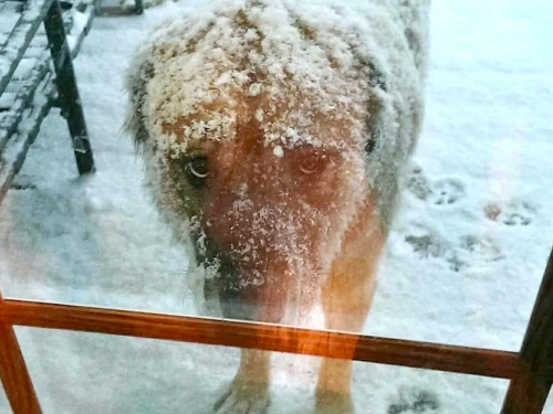 Мороз вбиває: зоозахисники закликають дозволити бізнесу впускати тварин у магазини й кафе
