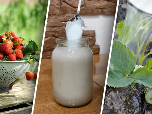 Солодка та велика: чим підгодувати полуницю у квітні на Дніпропетровщині для рекордного врожаю