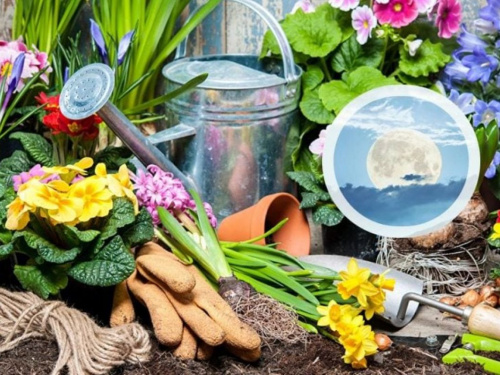 Посівний календар на травень 2026: сприятливі дні для висадки помідорів, огірків та перцю