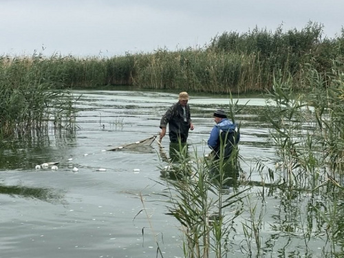 У Кам’янському водосховищі виявили незвичайних мешканців