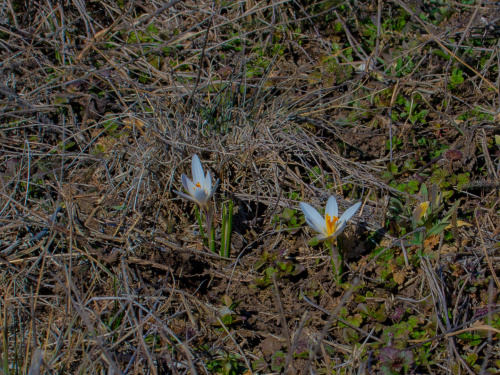 Рідкісне явище у степах: на Дніпропетровщині масово розквітли квіти з Червоної книги (фото)