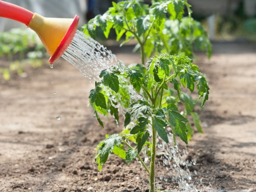 Не поспішайте з розсадою: названо оптимальні терміни висадки помідорів та огірків на Дніпропетровщині у 2026 році