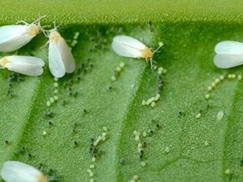Зміна клімату та шкідники: чому врожай ріпаку на Дніпропетровщині опинився під ударом