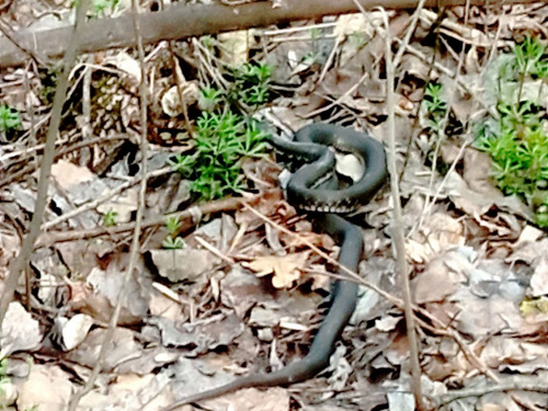 У Кам’янському помітили перших гадюк та вужів: мешканців закликають до обережності
