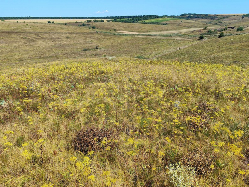 Клімат змінюється: які нетипові південні рослини почали масово вирощувати на Дніпропетровщині