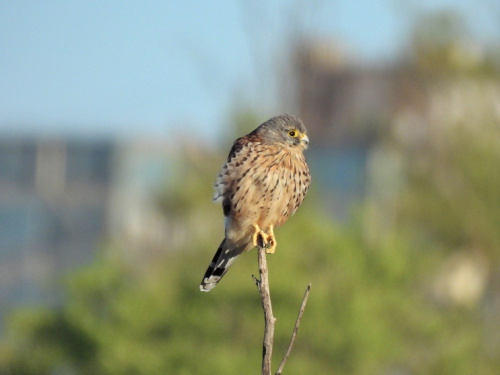 Міський боривітер на Дніпропетровщині: оприлюднено унікальний кадр від місцевого фотографа