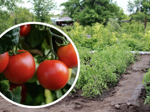  Найкращі дні для висадки помідорів у відкритий ґрунт: посівний календар на середину квітня 2026