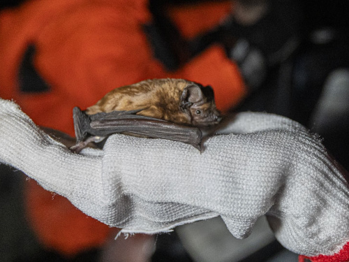 Кам’янчан запрошують на унікальну еко-подію з випуску кажанів - подробиці