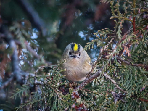 Важить як монета: на Дніпропетровщині помітили найменшу пташку Європи, яку називають «лісовим колібрі»