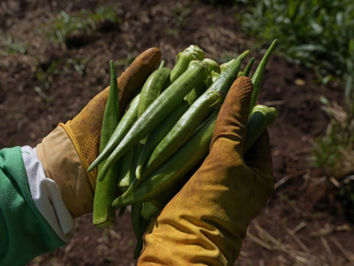 Від спаржі до винограду: що вигідно садити на піщаних землях Дніпропетровщини у 2026 році