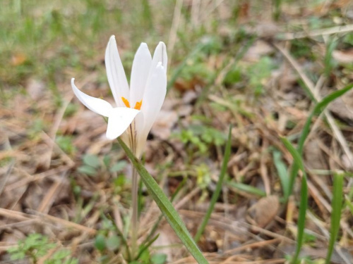 Вистояли проти диких кабанів: у заповіднику під Кам'янським після перерви зацвіли червонокнижні шафрани