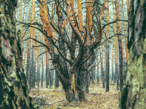 Самарський ліс на Дніпропетровщині під загрозою: сотні видів тварин і рослин потребують захисту