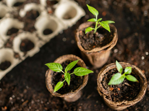 Коли жителям Дніпропетровщини сіяти томати та перець, щоб не втратити розсаду через примхи погоди