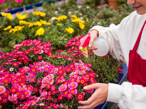 Час сіяти красу: які квіти варто посадити на розсаду в березні