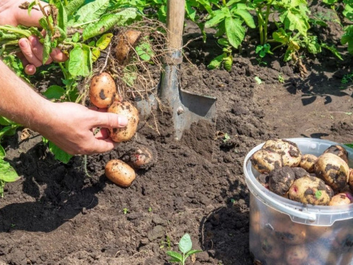 Коли копати картоплю городникам Дніпропетровщини: влучні дні та головні ознаки стиглості наприкінці серпня