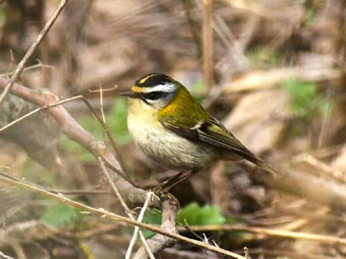 Крихітний скарб: на Дніпропетровщині оселилася українська «колібрі»