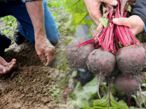 Посівний календар 2026: коли сіяти буряк на Дніпропетровщині, щоб не втратити врожай через засуху