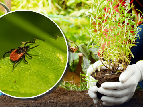Секрет дачників: які рослини посадити на ділянці, щоб забути про кліщів