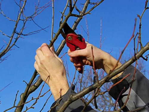 Як не занапастити майбутній урожай: золоті правила обрізки дерев для садівників Дніпропетровщини