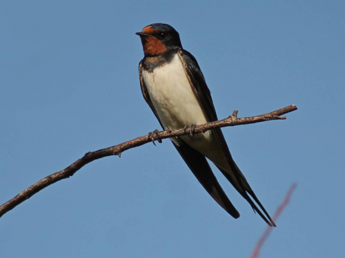Мовчазна весна на Дніпропетровщині: чому з міст та сіл регіону поступово зникають ластівки