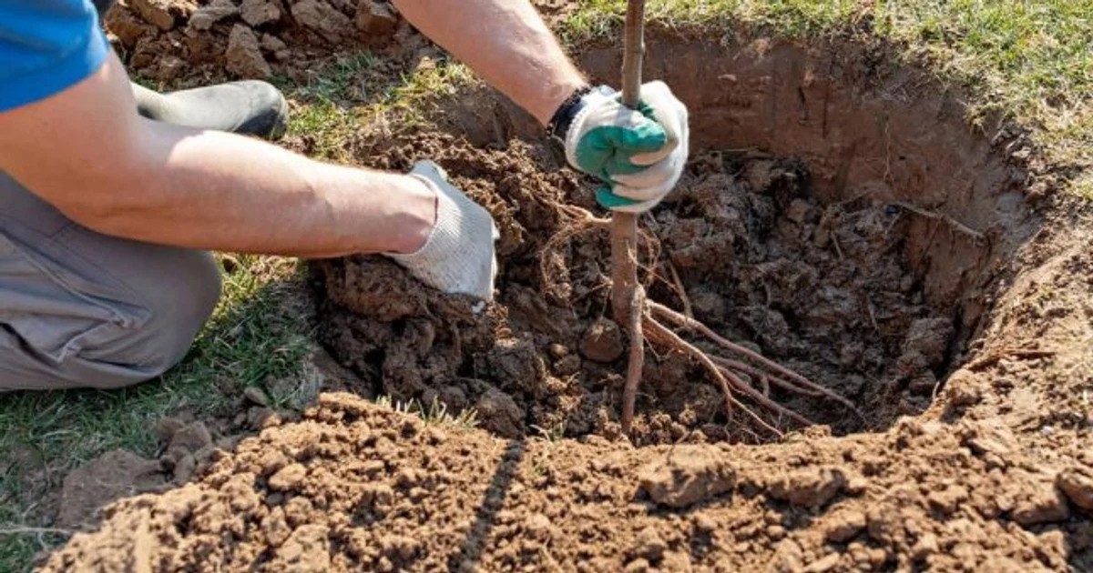 Саджанець фруктового дерева підготовлений до осінньої посадки поруч із лункою в саду.
