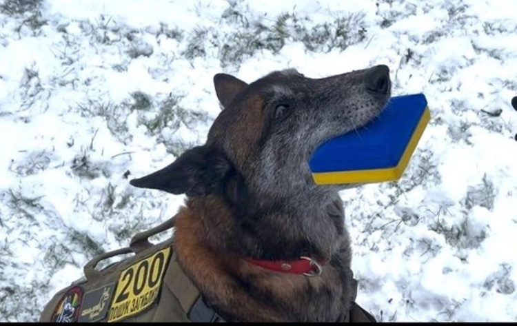 Собаки-герої України: як бельгійська вівчарка Спаркі з Дніпропетровщини рятує, лікує та шукає загиблих