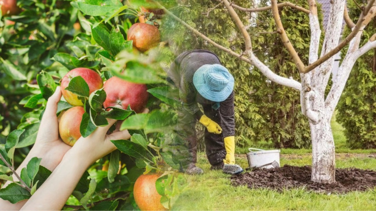 Що посадити біля яблуні, щоб збільшити врожайність - поради досвідчених садоводів