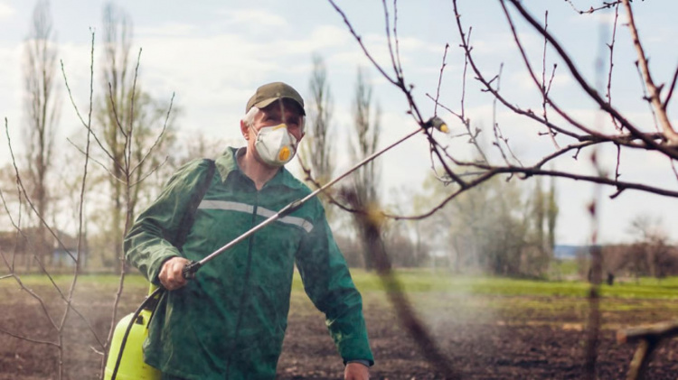 Чим обробити дерева в саду у квітні, щоб врятувати врожай від шкідників: поради для дачників Дніпропетровщини