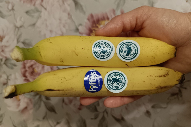 Таємнича жаба на бананах: що купують мешканці Дніпропетровщини в супермаркетах міста