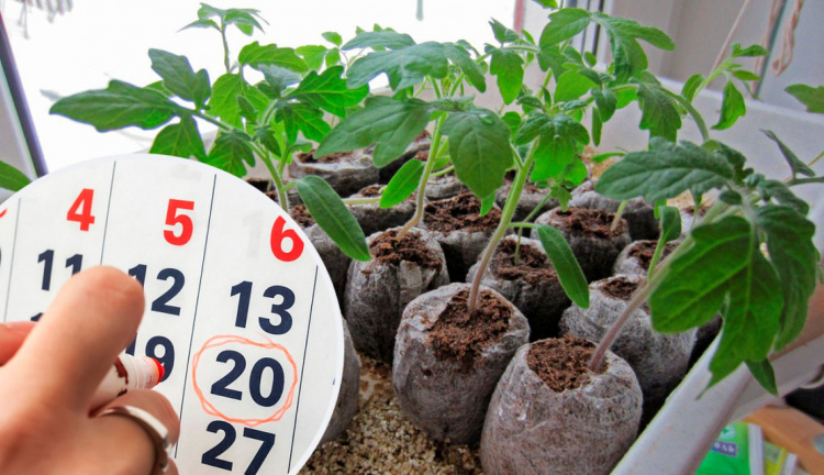 Коли сіяти помідори у 2026 році: календар для мешканців Дніпропетровщини