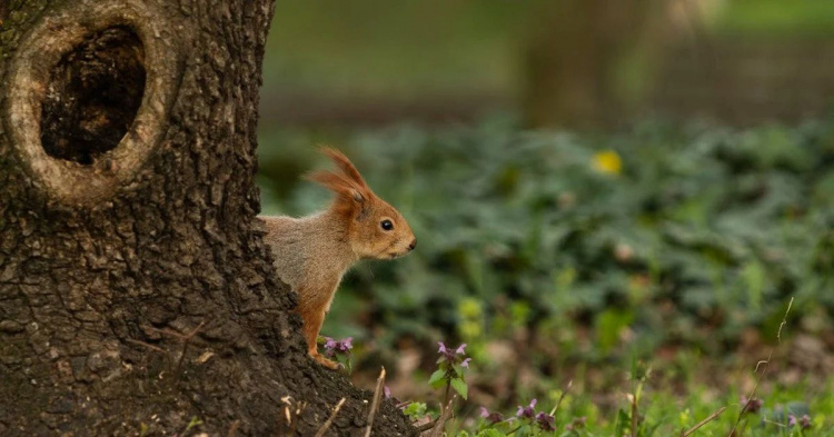 Чи повернуться заморозки: прогноз погоди у Кам’янському на суботу та неділю 25–26 квітня