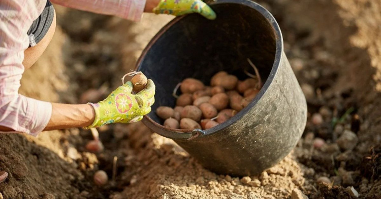Урожай за графіком: коли та як садити картоплю на Дніпропетровщині у 2026 році