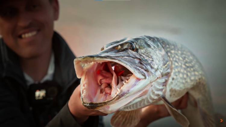  Щука-гігант із Дніпра: рибалка-професіонал похвалився уловом та запустив розіграш супер-приманки