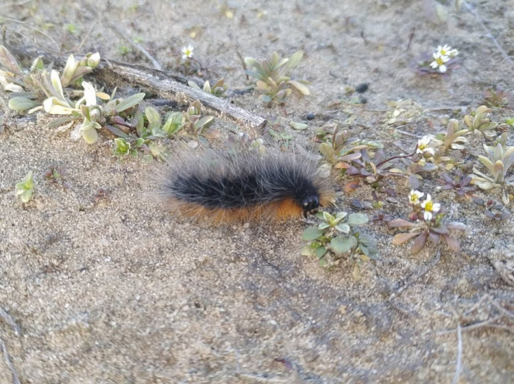 На Дніпропетровщині помітили рідкісну «пухнасту» істоту: що кажуть науковці