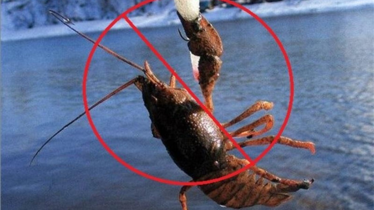 З грудня і до кінця червня: на водоймах Дніпропетровщини забороняють вилов раків через спарювання