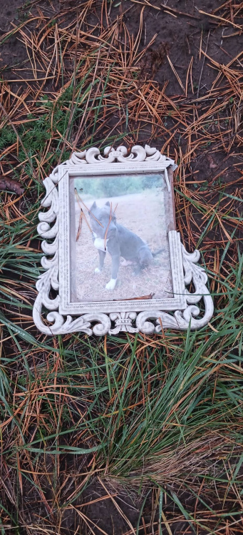 У Кам'янському вандали осквернили місця поховання тварин: що треба зробити власникам