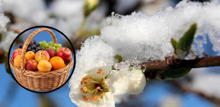 Агросезон на Дніпропетровщині: весняні виклики та надії на врожай